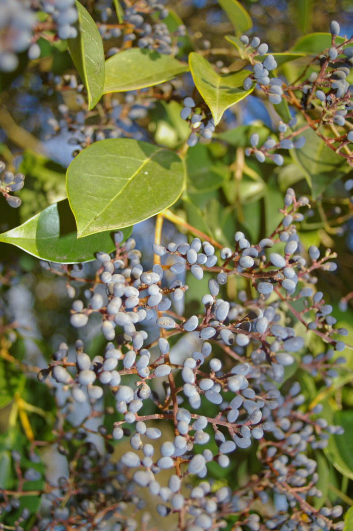 당광나무 - Chinese privet, Ligustrum lucidum Aiton