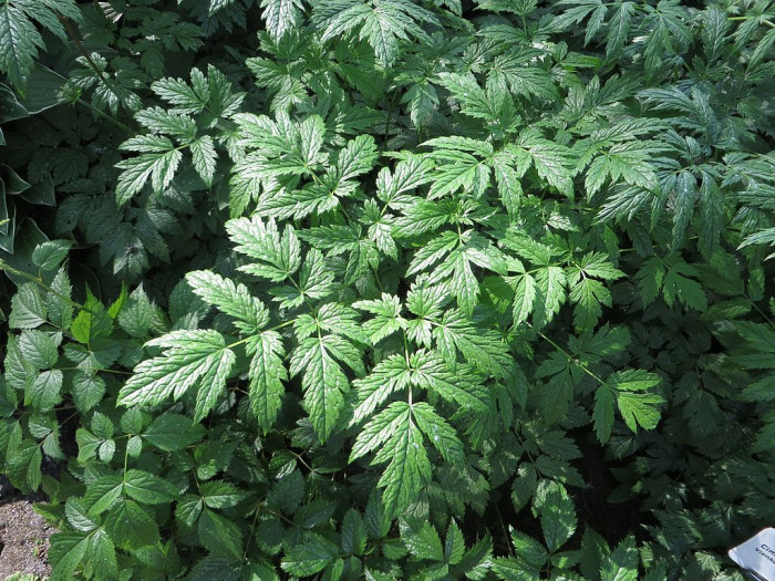촛대승마 - Actaea simplex, Cimicifuga simplex