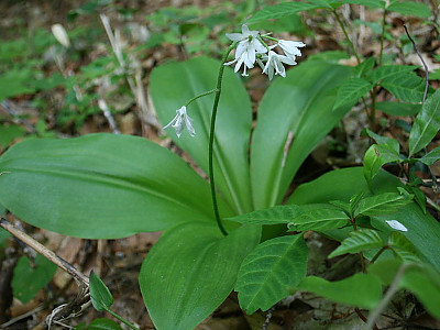 나도 옥잠화 사진 - Clintonia udensis Photos
