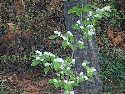 노린재나무 사진 - Symplocos chinensis for. pilosa (Nakai) Ohwi Photos