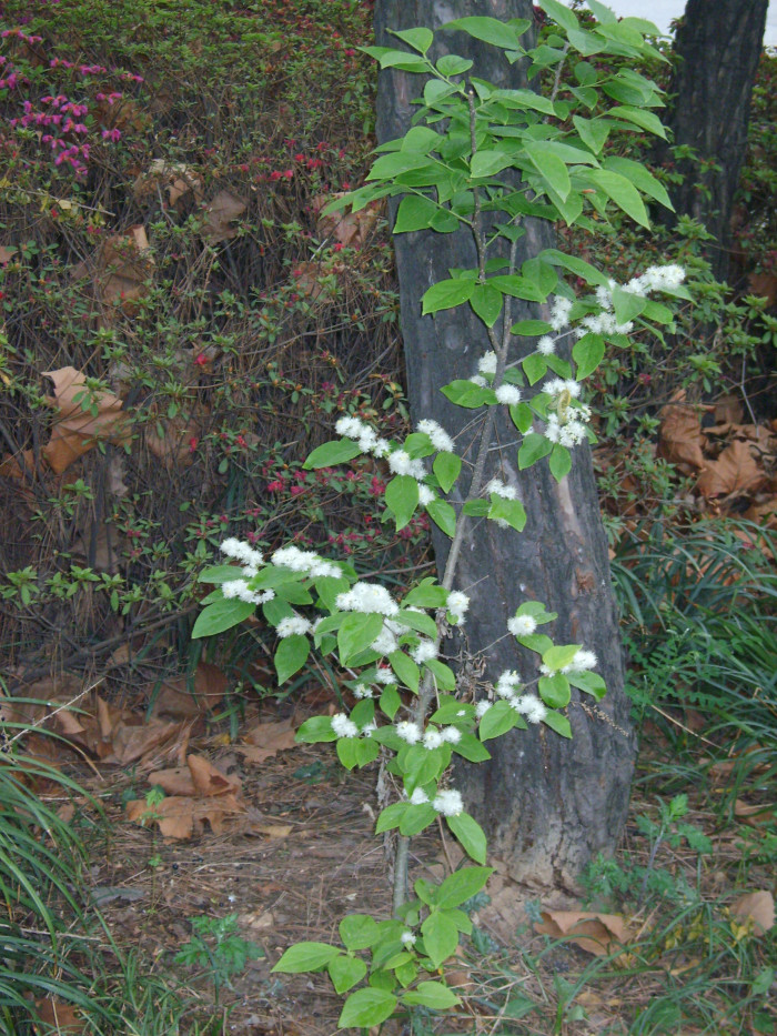 노린재나무 - Asiatic sweetleaf, sapphire berry, Symplocos chinensis for. pilosa (Nakai) Ohwi