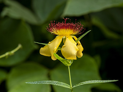 큰물레나물 사진 - Hypericum ascyron L. var. logistylum Maxim. Photos