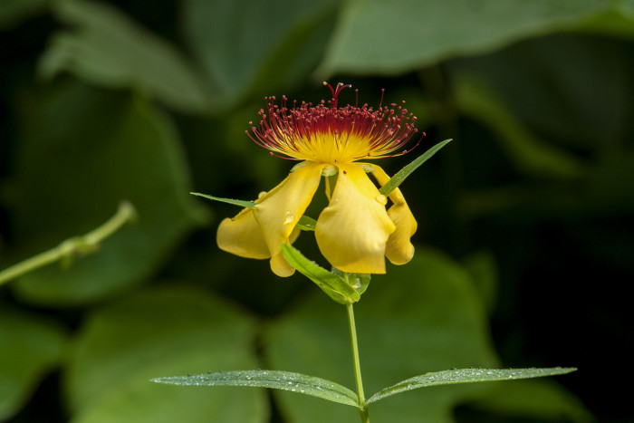 큰물레나물 - Hypericum ascyron L. var. logistylum Maxim.