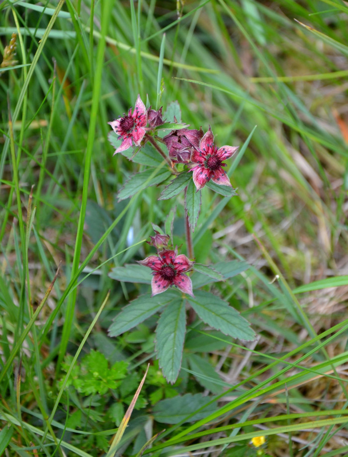 검은낭아초 - Potentilla palustris (L.) Scop.