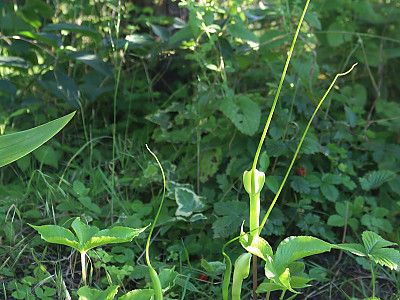 대반하 사진 - Pinellia tripartita (Blume) Schott Photos
