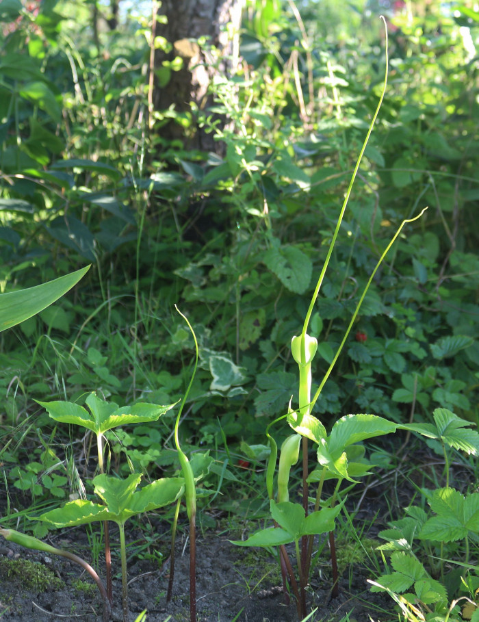 대반하 - Pinellia tripartita (Blume) Schott