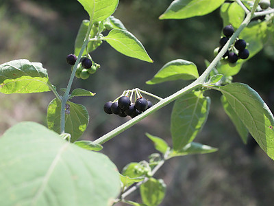 까마중 사진 - Solanum nigrum Photos