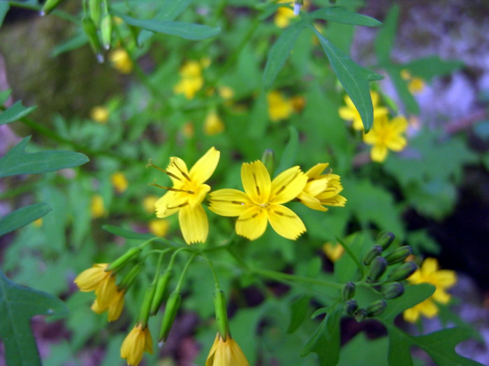 까치고들빼기 - Crepidiastrum chelidoniifolium (Makino) Pak & Kawano