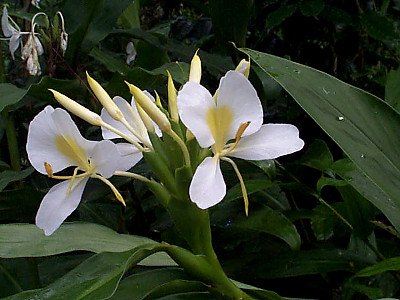 꽃생강 사진 - Hedychium coronarium J.Konig Photos