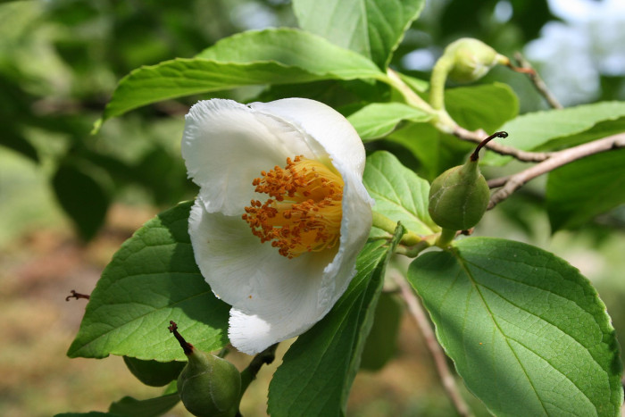 노각나무 - Stewartia pseudocamellia Maxim.