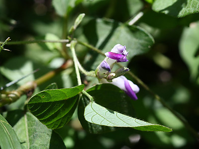 새콩 사진 - Amphicarpaea bracteata (L.) Fernald ssp. edgeworthii (Benth.) H. Ohashi Photos