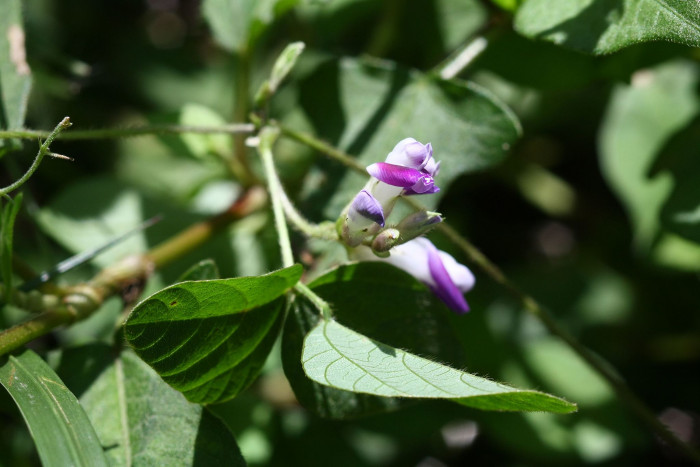 새콩 - Amphicarpaea bracteata (L.) Fernald ssp. edgeworthii (Benth.) H. Ohashi