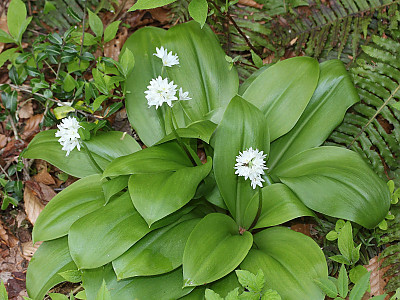 나도 옥잠화 사진 - Clintonia udensis Photos