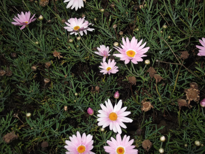 마가렛 - Chrysanthemum frutescens L.