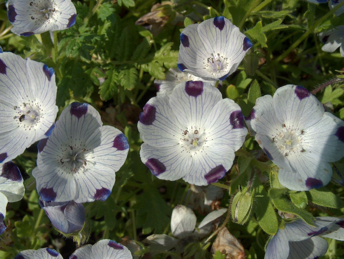 네모필라 - Nemophila Maculata 