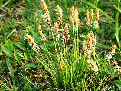 갈색사초 사진 - Carex caryophyllea var. microtricha Kuk. Photos