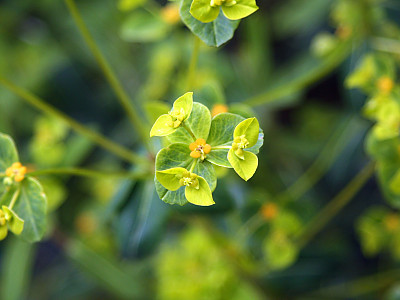 대극 사진 - Euphorbia pekinensis Rupr. Photos