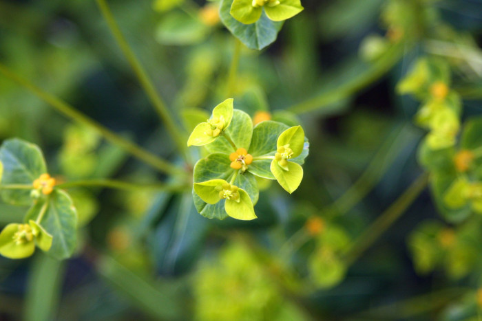 대극 - Euphorbia pekinensis Rupr.