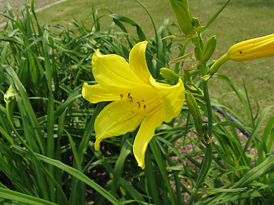 노랑원추리 사진 - Hemerocallis thunbergii Baker Photos