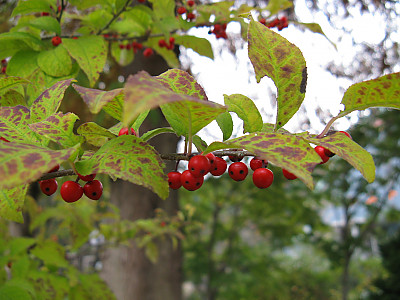 낙상홍 사진 - Ilex serrata Thunb. Photos