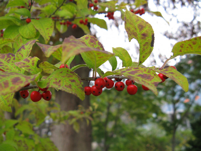 낙상홍 - Ilex serrata Thunb.