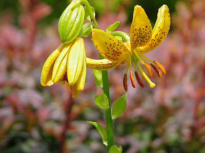 섬말나리 사진 - Lilium hansonii Photos