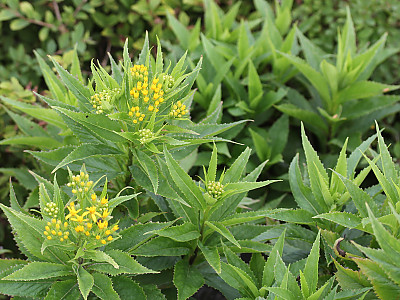 금방망이 사진 - Senecio nemorensis L. Photos