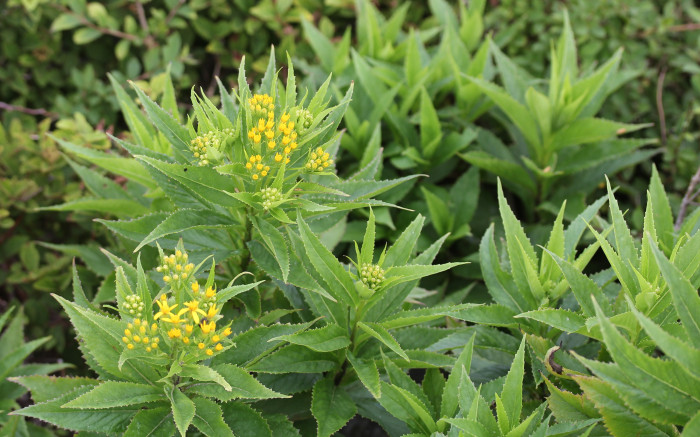 금방망이 - Senecio nemorensis L.