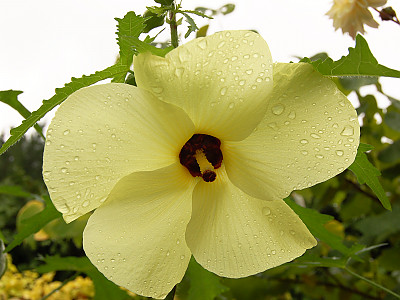 닥풀 사진 - Hibiscus manihot L. Photos