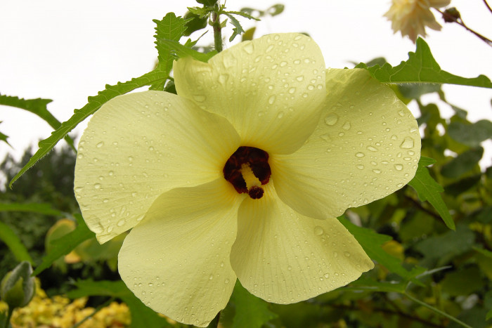 닥풀 - 과꽃, Hibiscus manihot L.
