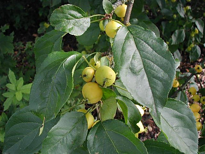 개야광나무 사진 - Malus baccata for. minor (Nakai) T.B.Lee Photos
