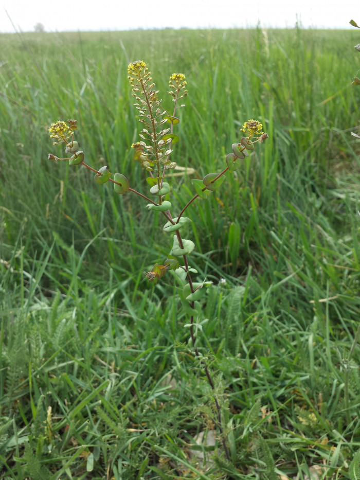 대부도냉이 - Lepidium perfoliatum L.