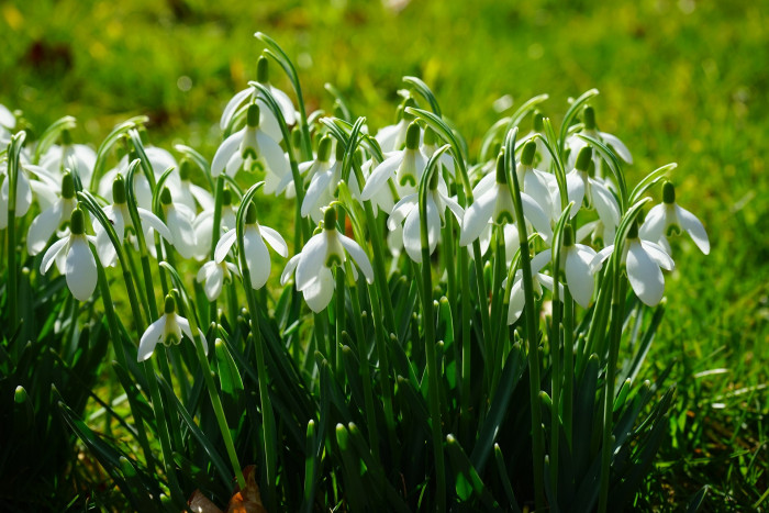 스노우드롭 - Snowdrop, Gay flower, Galanthus nivalis