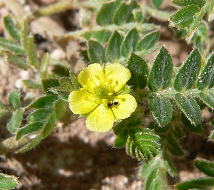 남가새 - Tribulus terrestris L.
