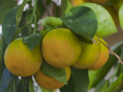 당귤나무 사진 - Citrus sinensis (L.) Osbeck Photos