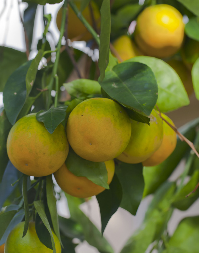 당귤나무 - Sweet orange, Citrus sinensis (L.) Osbeck