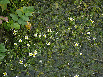 매화마름 사진 - Ranunculus trichophyllus Chaix var. kadzusensis (Makino) Wiegleb Photos