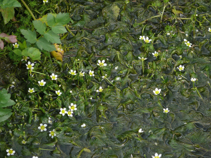 매화마름 - Ranunculus trichophyllus Chaix var. kadzusensis (Makino) Wiegleb