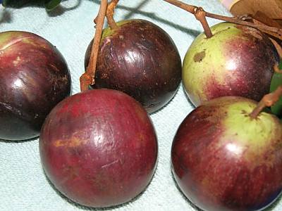 스타애플 사진 - Chrysophyllum cainito Photos