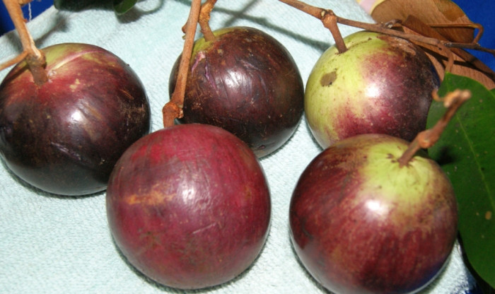 스타애플 - Star Apple, Chrysophyllum cainito