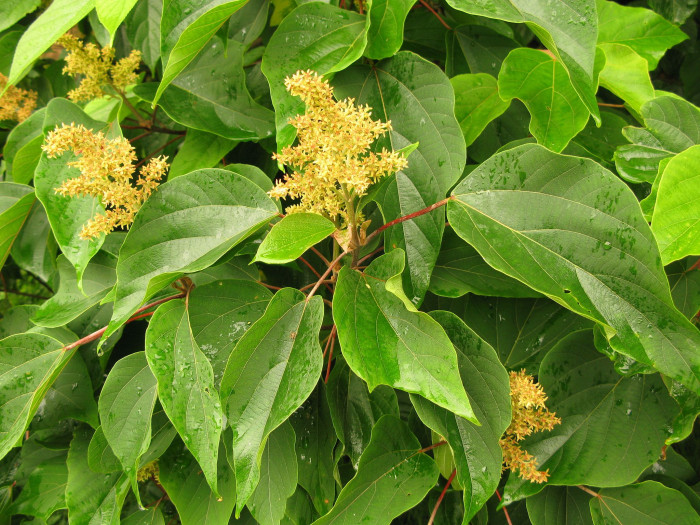 예덕나무 - Mallotus japonicus (Thunb.) Muell. Arg.