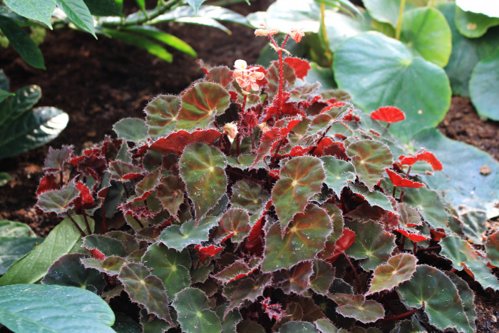 개구리 베고니아 - Tiger Paw Begonia, Begonia bowerae