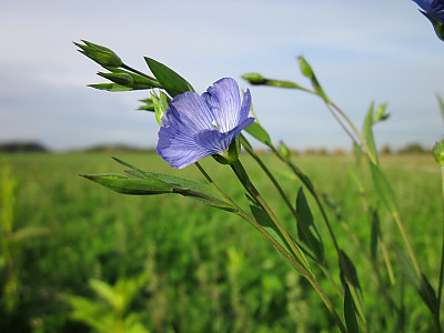 아마 사진 - Linum usitatissimum L. Photos
