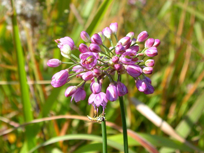 산부추 - Allium thumbergii