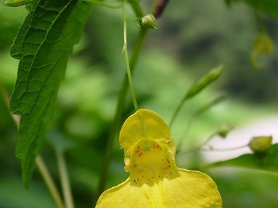 노랑물봉선 사진 - Impatiens nolitangere L. var. nolitangere Photos