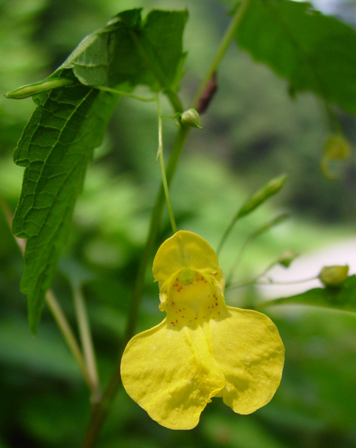 노랑물봉선 - Impatiens nolitangere L. var. nolitangere