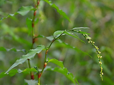 여뀌 사진 - Persicaria hydropiper (L.) Spach var. hydropiper Photos