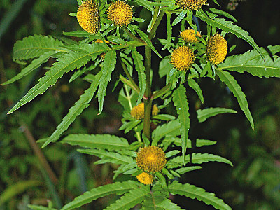 구와가막사리 사진 - Bidens radiata var. pinnatifida (Turcz. ex DC.) Kitam. Photos