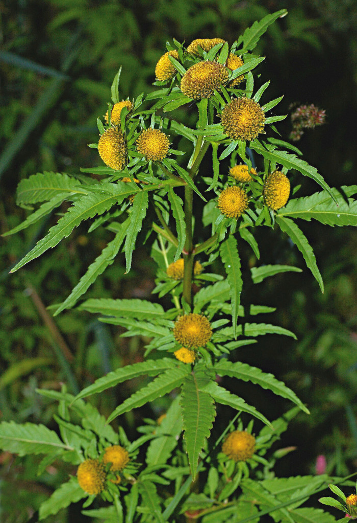 구와가막사리 - Bidens radiata var. pinnatifida (Turcz. ex DC.) Kitam.