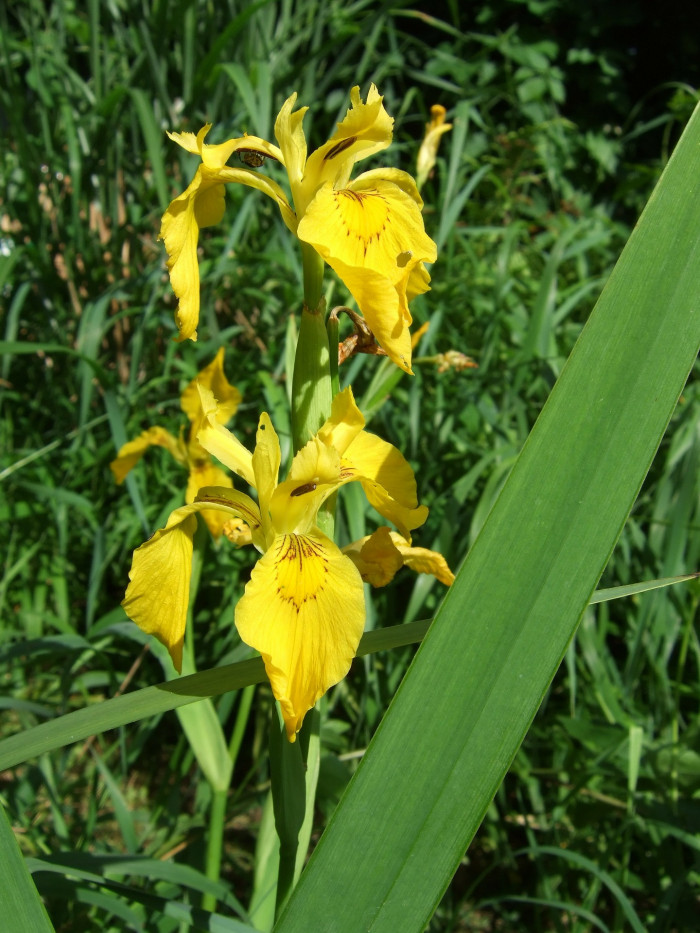 노랑꽃창포 - Yellow irid, Iris pseudacorus L.